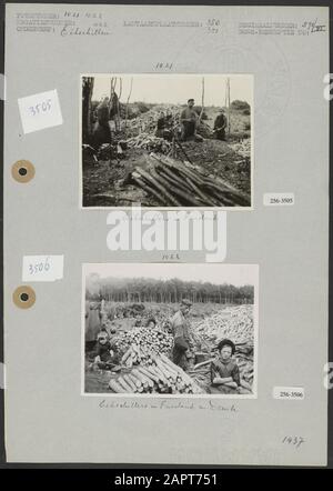 Eikschillen  Photo 1: Eikschillers in Friesland (9x11 cm;  unknown) Photo 2: Eikschillers in Friesland and Drenthe (9x11 cm;  unknown) Date: undated Location: Drenthe, Friesland Keywords: forestry, forests, oak, oak bark, oak peelers Stock Photo