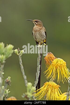 Cape Sugarbird (Promerops cafer) adult male perched on Protea  Western Cape, South Africa             November Stock Photo