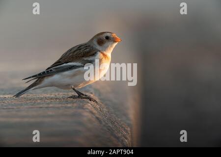 Snow bunting(s) overwintering on the North Wales coast, foraging along the sea defences and tide line Stock Photo