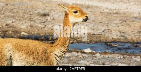 Vicuna at El Tatio Geysers, Altiplano, Chile Stock Photo