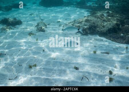 school of fish underwater, Underwater shot with sunrays and fishes in deep tropical sea, Tropical sea underwater shot Stock Photo