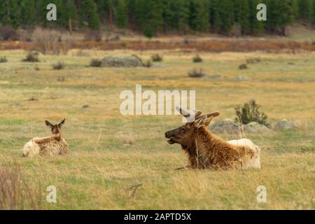 Elk (Scientific name: Cervus canadensis) lay in an open meadow in Rocky Mountain National Park, Colorado. Stock Photo