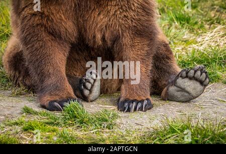 Brown bear (Ursus arctos) sow sitting on grass showing large paws, Alaska Wildlife Conservation Centre, South-central Alaska