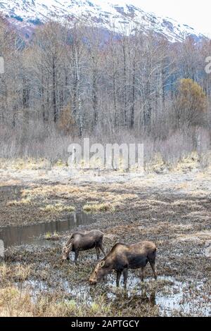 Two cow moose (Alces alces) walking in the shallow water of wetlands; Alaska, United States of America Stock Photo