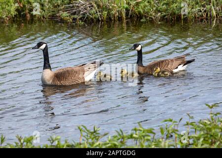 A pair of Canada geese (Branta canadensis) swim in Potter Marsh with their goslings, South-central Alaska; Alaska, United States of America Stock Photo