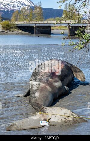 A Gray whale (Eschrichtius robustus) washed up and beached on the shores of a river that feeds into Turnagain Arm. Seward highway can be seen in ba... Stock Photo