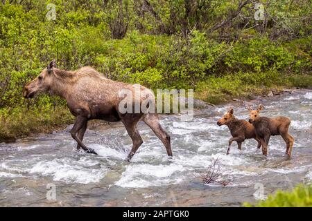 A cow moose (Alces alces) with twin calves crossing Igloo Creek, Denali National Park and Preserve; Alaska, United States of America Stock Photo