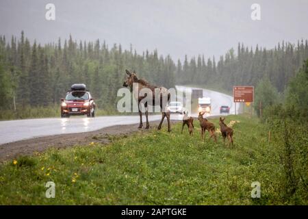 Cow moose (Alces alces) with rare triplet calves try to cross the Park Road in a rainstorm, however, turned back and went into the woods possibly b... Stock Photo