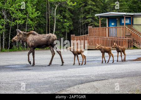 A cow moose (Alces alces) with rare triplet calves drinking from a puddle in the parking lot of the Denali Post Office Stock Photo