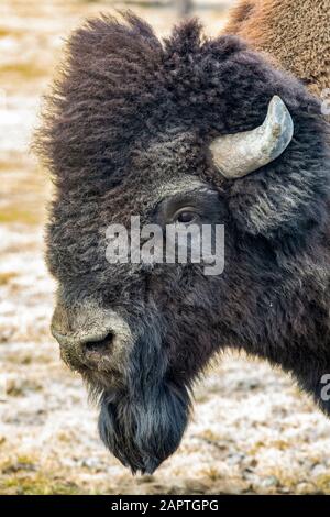 Wood bison bull (Bison bison athabascae) portrait, Alaska Wildlife Conservation Center in South-central Alaska. The Alaska Wildlife Conservation Ce... Stock Photo