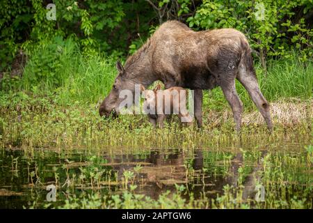 Cow moose and calf (Alces alces) feeding on lush foliage in shallow water in springtime, South-central Alaska Stock Photo