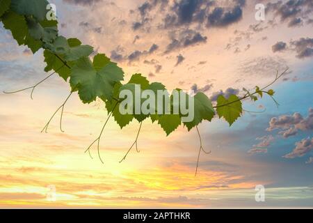 Ornamental grapevine branch in front of a vibrant sunset background Stock Photo
