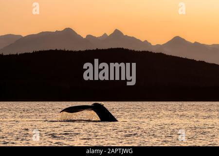 Silhouetted Humpback whale (Megaptera novaeangliae) lifts it's fluke as it feeds at sunset in Lynn Canal along the Alaska coastline Stock Photo