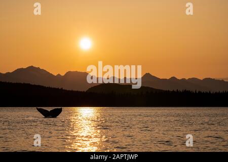 Silhouetted Humpback whale (Megaptera novaeangliae) lifts it's fluke as it feeds in Lynn Canal at sunset, with Chilkat Mountains in the background Stock Photo
