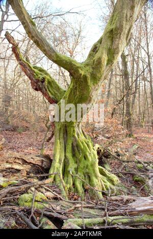 Dead, upright rotting oak in the Sababurg primeval forest Stock Photo