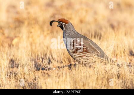 Male Gambel's Quail (Callipepla gamibelli) walking through dry yellow grass; Casa Grande, Arizona, United States of America Stock Photo