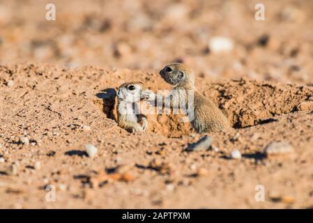 Two Round-tailed Ground Squirrel pups (Xerospermophilus tereticadus) at their burrow entrance; Casa Grande, Arizona, United States of America Stock Photo