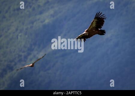 Griffon Vulture Stock Photo