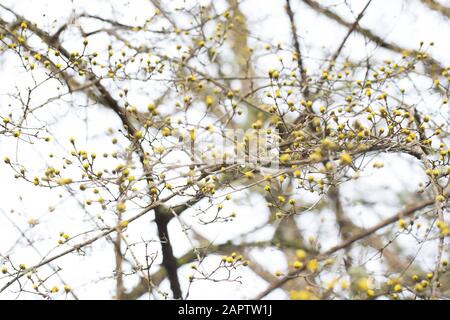 Cornus mas (Cornelian Cherry) in winter in Eugene, Oregon, USA. Stock Photo