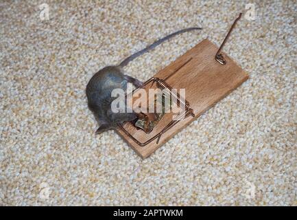 dead mouse with bacon slice in mousetrap on carpet Stock Photo