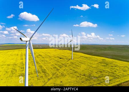 Large wind turbines and a flowering canola field with blue sky and ...