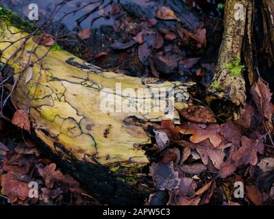 Old tree trunk lying rotting on the ground Stock Photo