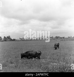 Journey to Suriname and the Netherlands Antilles Cows under a watapana ...