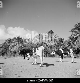 Journey to Suriname and the Netherlands Antilles Cows under a watapana ...