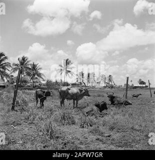 Journey to Suriname and the Netherlands Antilles Cows under a watapana ...
