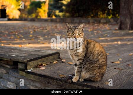 A tabby and orange colored cat is sitting on a wooden floor at a park in an autumn day Stock Photo