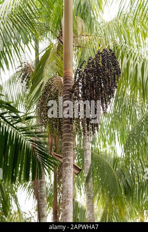 Acai Palm Tree with coconuts on small village in the Amazon Rainforest, Amazonas, Brazil Stock Photo