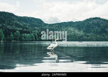 Centered shot of swan standing in alpine lake in front of mountains Stock Photo