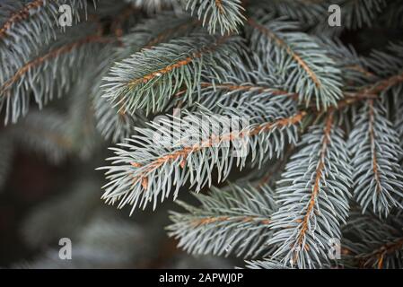 Close up of needles on the branches of a blue spruce evergreen tree. Stock Photo