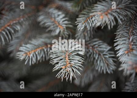 Close up of needles on the branches of a blue spruce evergreen tree. Stock Photo