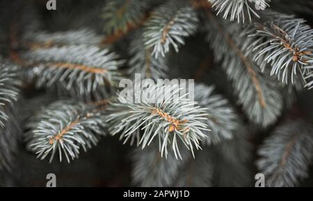 Close up of needles on the branches of a blue spruce evergreen tree. Stock Photo