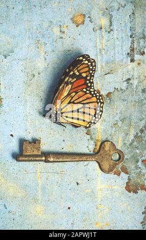 Vintage still life scene of a dead butterfly and old key on rustic aged stained blue paper and wood background. Unlocked hidden secrets, metamorphosis Stock Photo