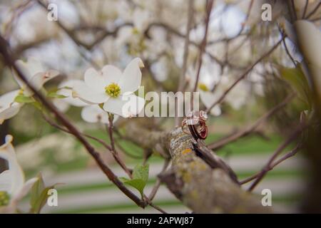 Closeup shot of two marriage rings located on a tree branch with a white flower Stock Photo