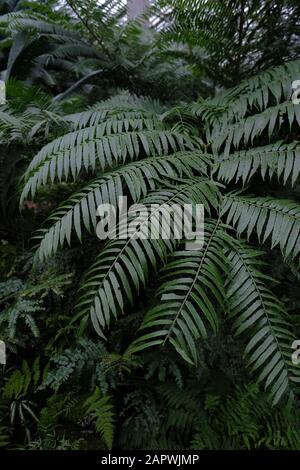 Vertical picture of fern leaves surrounded by trees and bushes in a forest Stock Photo