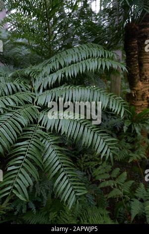 Vertical picture of fern leaves surrounded by trees and bushes in a forest Stock Photo