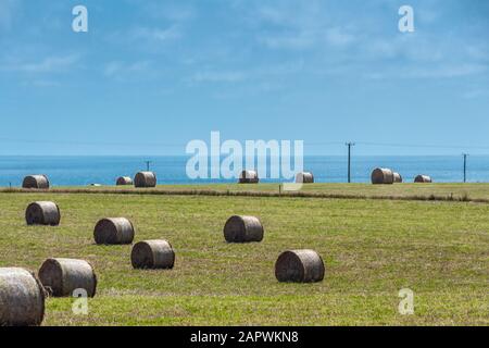 Stanley, Tasmania, Australia - December 15, 2009: Green meadow with plenty of large rolls, bales, of hay under blue sky. Stock Photo