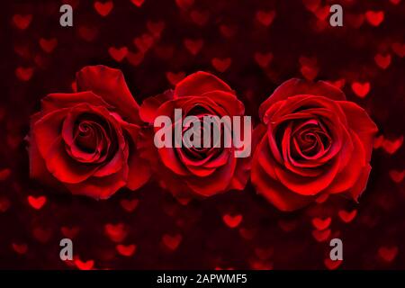 Valentines day card with three Red Roses on dark heart boke Background. Love and Wedding Day concept. Stock Photo