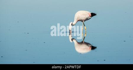 Andean flamingo and reflection, Salar de Atacama Chile Stock Photo