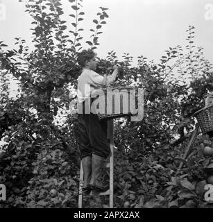 Reportage Olmenhorst  Picking of apples at nursery de Olmenhorst in Abbenes Date: October 3, 1946 Location: Abbenes Keywords: fruit trees, fruit nurseries, ladders, baskets, employees Stock Photo