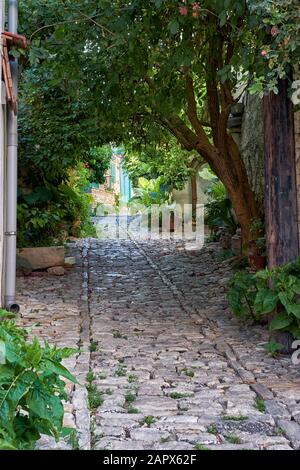 The view of the flower-lined stone paved narrow street under the canopy of trees in the Lania village. Limassol. Cyprus