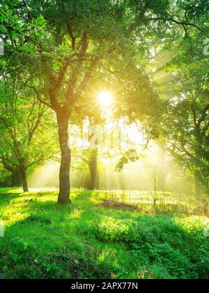 Green forest background with morning sunrise in spring season. Nature  landscape Stock Photo - Alamy