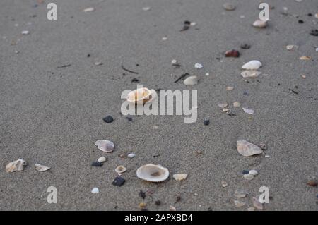 shells on the beach Stock Photo