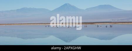 Volcanos and flamingos reflected in Laguna de Chaxa, Salar de Atacama, Chile Stock Photo