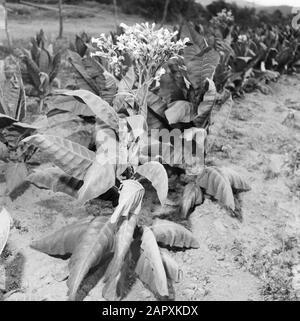 Village life and landscapes on the Catalan coast  Tobacco plant Date: undated Location: Catalonia, Spain Keywords: plants, tobacco Stock Photo