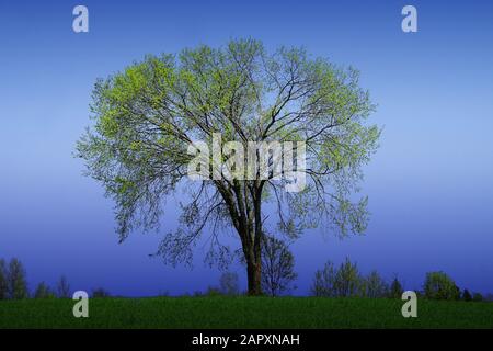 Beautiful huge american elm tree on a blue sky background Stock Photo