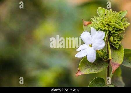 Branch of white star jasmine with green leaf. Macro photography or closeup with blur background. Stock Photo